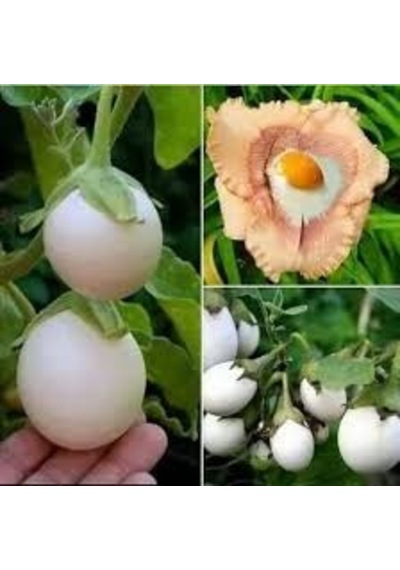 30 Adet Tohum Nadir Beyaz Yumurta Patlıcan Tohumu Dolmalık Organi