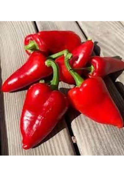100 Adet Tohum Nadir Mini Kırmızı Kapya Biber Tohumu Hediyeli