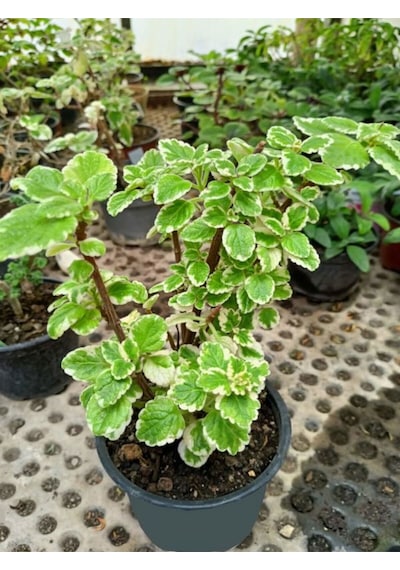 Plectranthus Forsteri Kokulu Uzayan Tür Benjamin Çiçeği Saksılı