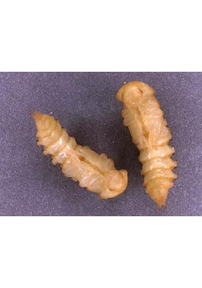 Un Kurdu Pupa Evresı 50 Adet