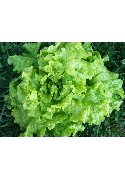 Yeşil Yapraklı Kıvırcık Marul160+ Tohum N112889