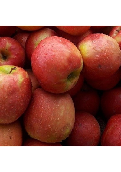 Tüplü Karadeniz Endemik Laz Elması Fidanı