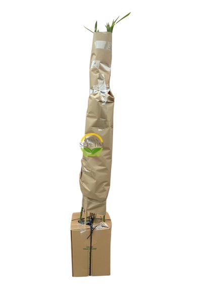 5 Adet Bambu Bitkisi Paketi Bambusa Aurea 150cm