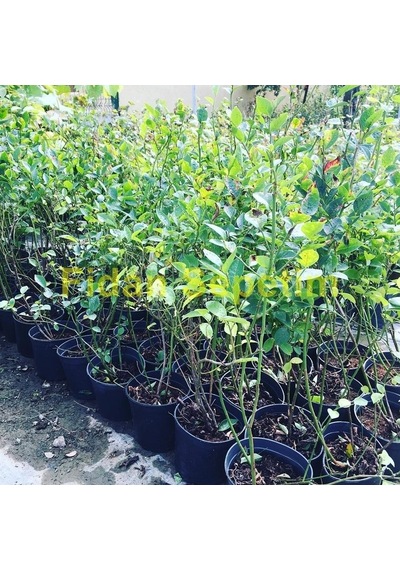 3 Yaş Bluegold Çeşiti Yaban Mersini Fidanı