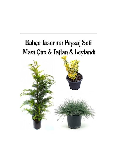 Mavi Çim 1 Adet Saksılı 10-20cm +altuni Taflan 20-40cm +leylandi Çam 1adet Bahçe Seti