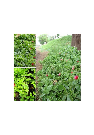 Buz Çiçeği Fidesi 10-20 Cm 4 Adet Aptenia Cordifolia