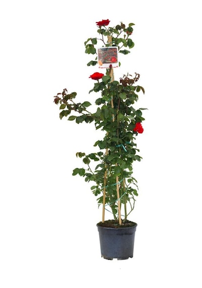 Videolu Kırmızı Sarmaşık Gül Fidanı 100-130 Cm Tüplü Dış Mekan Sarmaşık Red Climbing Rose Bush