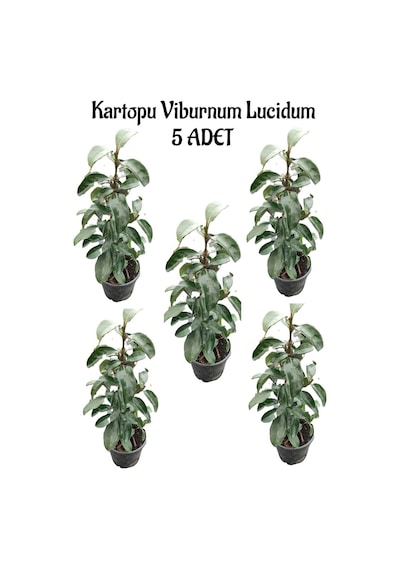 Kartopu Viburnum Lucidum 5 Adet 60-80 Cm Saksılı Dış Mekan Bahçe Peyzaj Çit Bitkisi