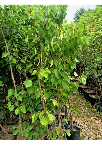 Yeşil Deniz Fidancılık Iğdır Kayısı Fidanı 100-150 Cm