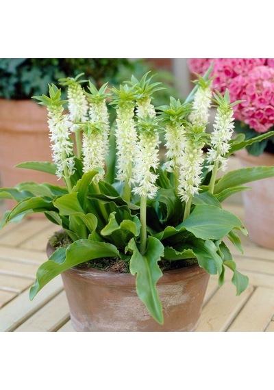 Soğuklara Dayanıklı Eucomis Autumnalis White Ananas Çiçeği Zambağı Soğanı 1 Adet