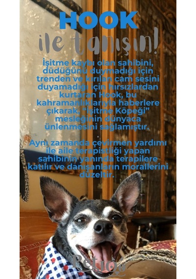 Petjoo 7.Hook Gri-Mavi Qr'lı Köpek Künyesi