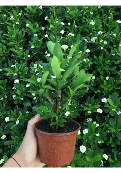 Buz Çiçeği Fidesi 10 Adet 5cm-15cm