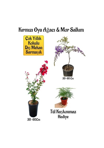 Kırmızı Oya Ağacı Fidanı+mor Salkım Ağacı Fidanı Tül Kuşkonmaz Hediyeli Bahçe Peyzaj Seti