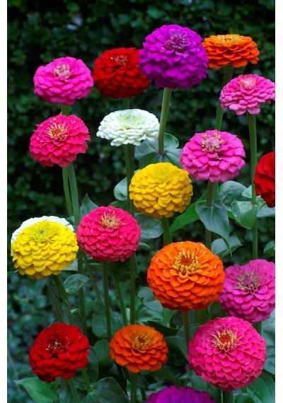 Zinnia Lıllıput Mıx Ponpon Çiçekli 40+ Tohum