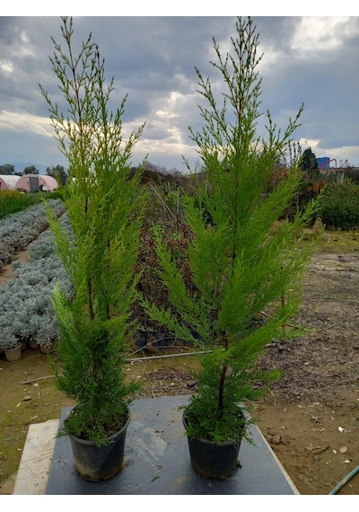 8 Adet Limon Çamı, Limon Servi 80-100 Cm. Siyah Saksıda