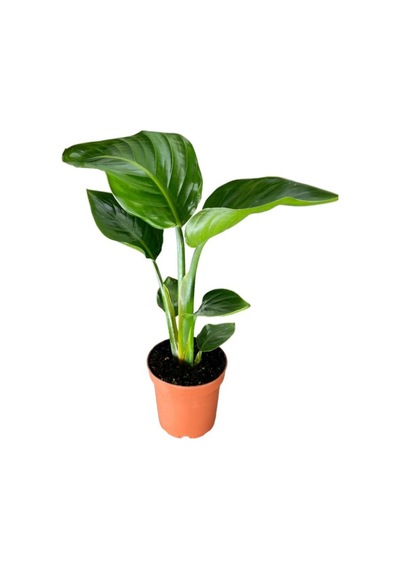 Starliçe Cennet Çiçeği 1 Adet Saksılı Mini Boy 15-30cm Strelitzia