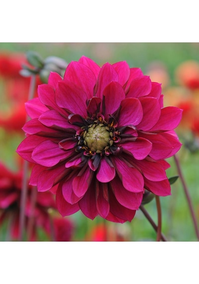 Dahlia Çiçek Tohumu 1 Paket 30 Adet Renkli Çiçek Tohumu N115270