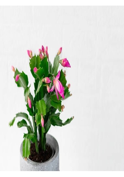 Serada Decor Plant Schlumbergera 'pink' - Kaktüs Pembe Yılbaşı Çiçeği Yıllık Bitki İç Mekan Bitkisi