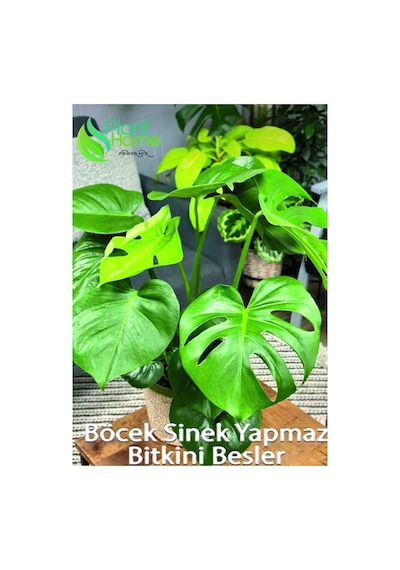 Plan Home Powermix 15 Litre- Tropikal Bitki Toprağı Monstera-alocesia-schefflera Için Sinek Yapmayan Formül 15 L