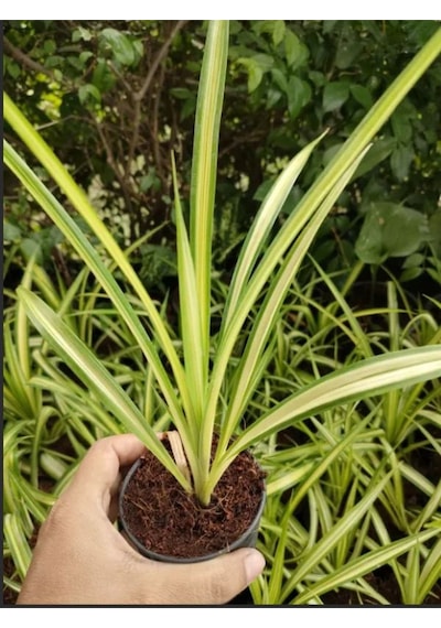 Kurdele Çiçeği Chlorophytum Comosum Saksıda 1 Adet 25-45cm