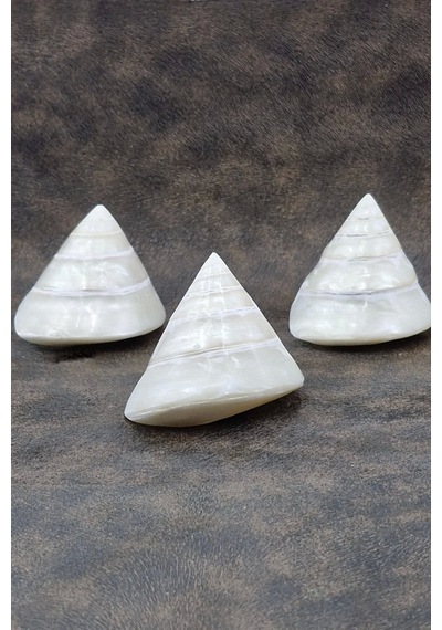 Spiral Silver Shell Deniz Kabuğu 33-ss