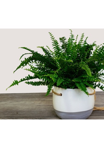 Serada Decor Plant Aşk Merdiveni Fujer Nephrolepis Havayı Temizleyen Bitki