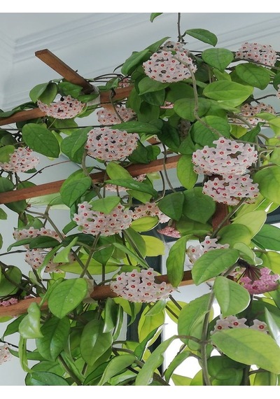 Serada Decor Plant Mum Çiçeği Beyaz 20-25 Cm Ev Salon Bitkisi Hoya Carnosa Çiçekli Bitki