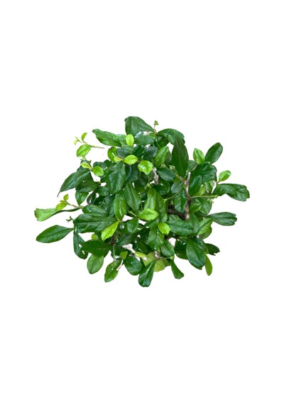 Bonsai - Carmona Ø12 Cm Y25-30 Cm