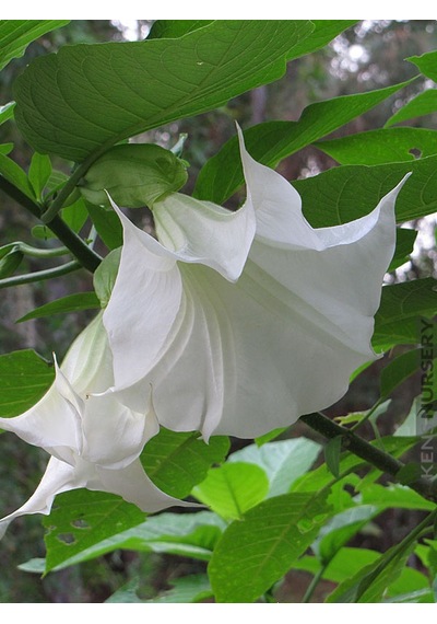 Beyaz Angel Trumpet Tohumu 3 Tohum Meleklerin Borozanı +