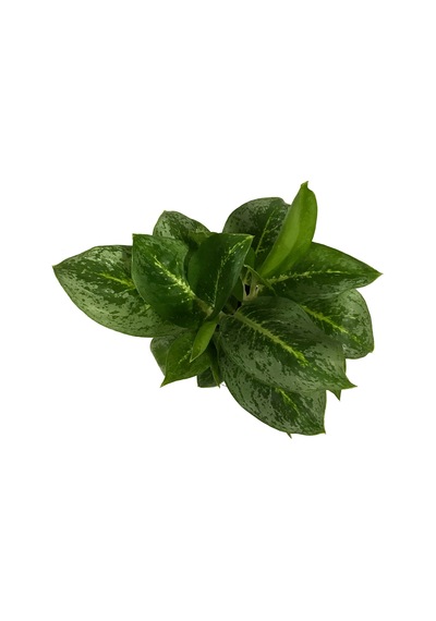 Aglaonema 'Key Lime' (Çin Herdemyeşil) Ø12 CM Y25-30 CM