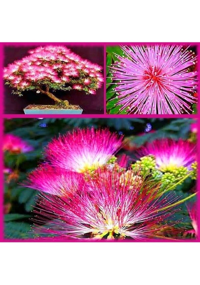 Bonsai Albizia Ağacı & Gülbirişim Ağacı Tohumu 10 Adet Tohum