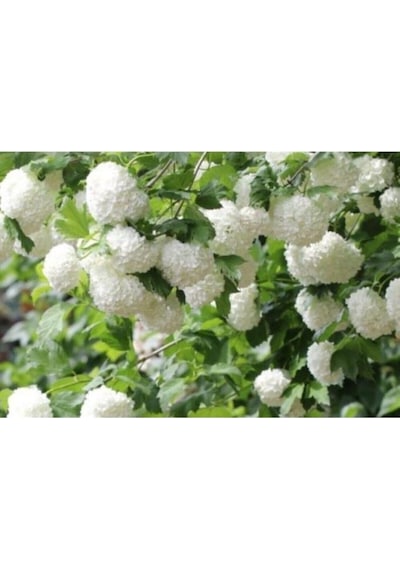Kartopu Çiçeği Fidanı 40-60 Cm