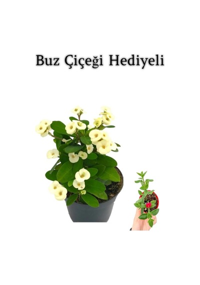 Beyaz Çiçekli Kaktüs Milli Dikenler Tacı Anneler Gününe Özel Buz Çiçeği Hediyeli