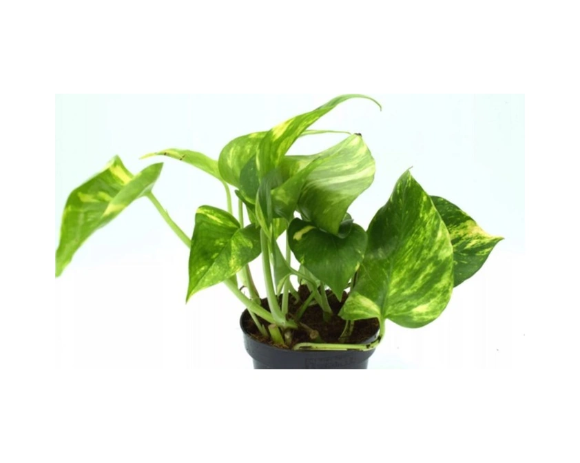 Patos Salon Sarmaşığı Fidanı 10-20 Cm