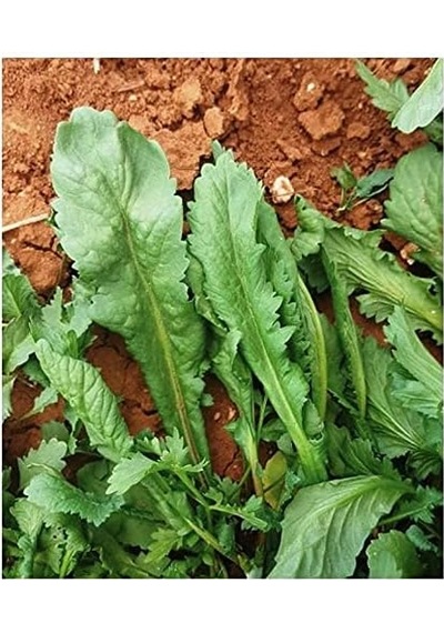 Agrodal Tarım Ata Tohumu Yerli Yeşillik Sebzeler 6000 Adet Tohum Ekonomik Paket