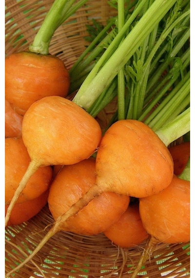 Yerli Topak Havuç Tohumu / 20 Adet Havuç Tohumu
