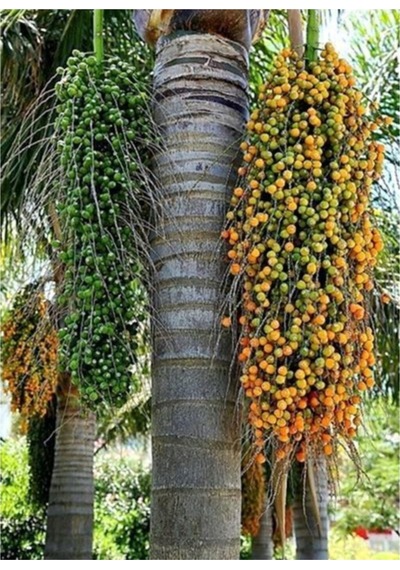 Coccos Plumosa Hindistan Cevizi Tohumu 3 Adet Tohum Kraliçe Palmiyesi