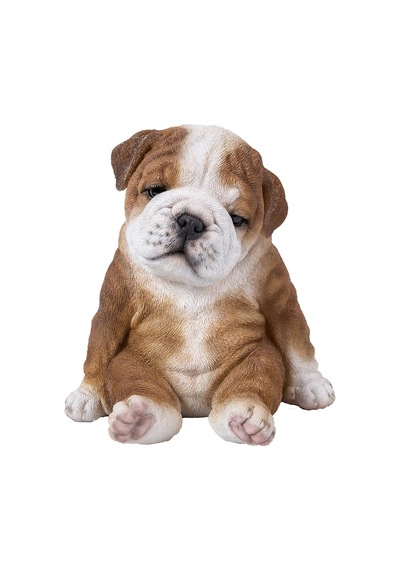 Oturan Uykulu Bulldog Yavru Köpek