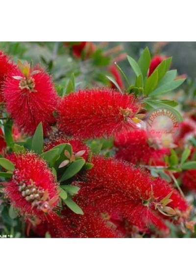 Fırça Çalısı Fidanı Callistemon Leavis, 50-70 Cm