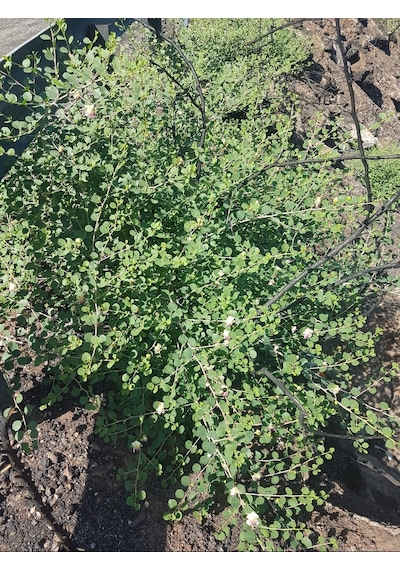 Kapari Tohumu 1 KG Aşçı Murat Kapari