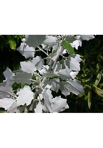 Ak Kavak Ağacı Fidanı 1-2 Yaş Tüplü