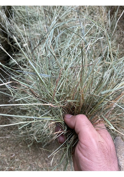 Çayır Otu Taze Yeşil ve Kuru Kemirgen Otu 1 KG