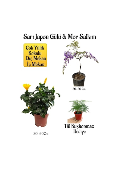 Sarı Japon Gülü Çiçeği+mor Salkım Ağacı Fidanı+ Tül Kuşkonmaz Hediyeli Peyzaj