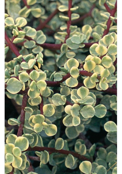 Portulaca Afra Variegata Alacalı Fil Azığı Sukulent Bitki