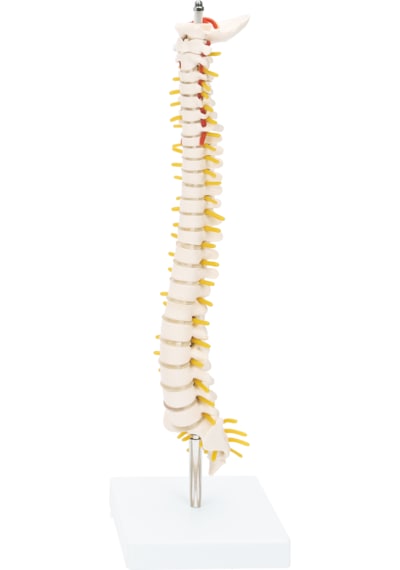 Yarım Boy Omurga Model 42 Cm - Omurga Maketi 01
