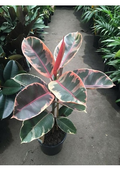 Serada Decor Plant Pembe Alacalı Kauçuk Çiçeği - Ev Ofis Salon Iç Mekan Bitkisi 65-70 Cm