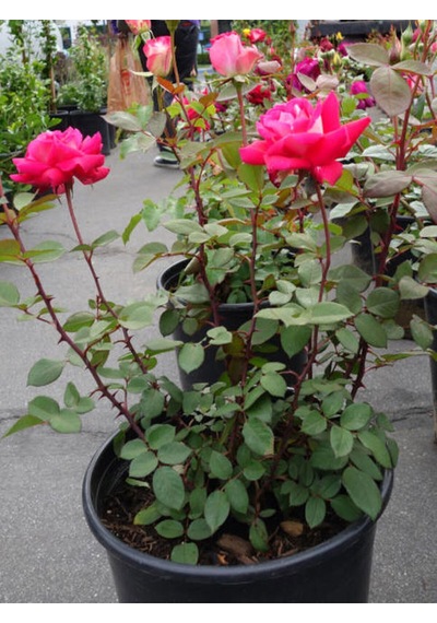 Videolu Yediveren Kokulu Pembe Renkli 20 40 Cm 2 Adet Aşılı Gül Pink Rose