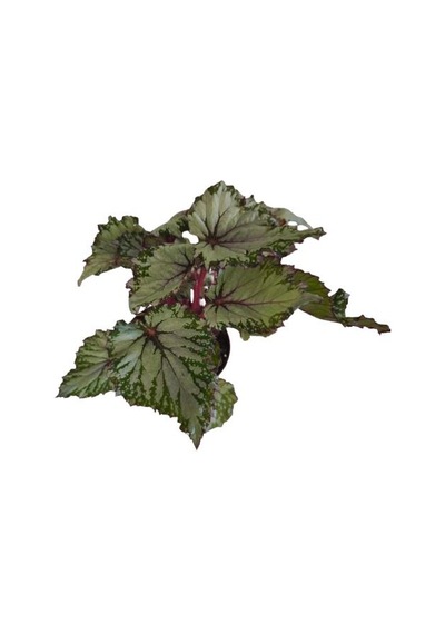Begonia Rex Asian Rex Begonya Bitkisi