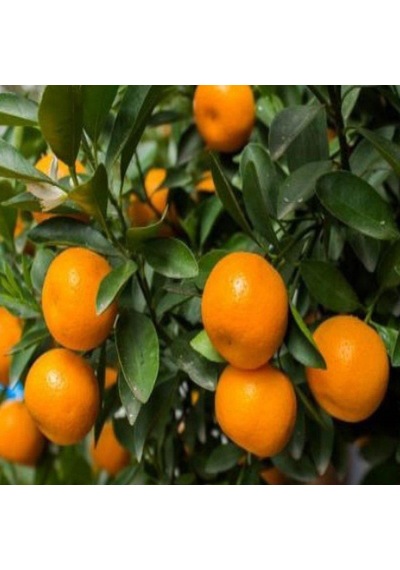 Tüplü Aşılı Satsuma Mandalina Fidanı 2 Yaş 100-120 Cm