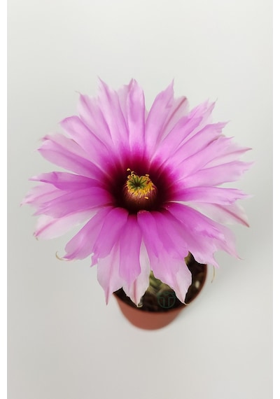 Echinocereus Pectinatus Pembe Çiçek Açan Kaktüs 5.5 CM Saksıda